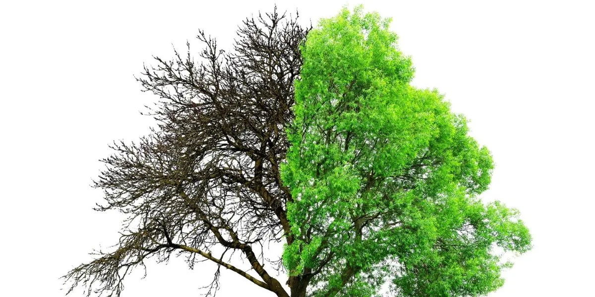 2025-ին Բնապահպանության և ընդերքի տեսչական մարմինը արձանագրել է 1,264 իրավախախտում