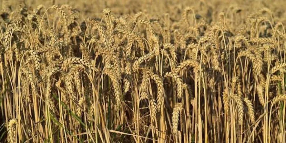 Ուկրաինան ԵՄ-ից 220 մլն եվրոյի օգնություն է խնդրել  գյուղատնտեսության ոլորտի համար