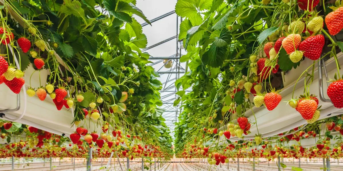 Ջերմատնային արտադրության որոշ ապրանքների համար փոխհատուցում կտրամադրվի նաև սեպտեմբերին